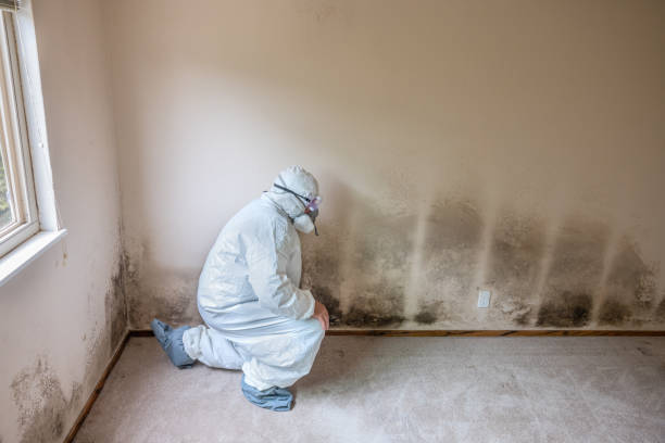 Best Bathroom Mold Remediation in Athens, OH
