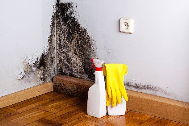 Best Basement Mold Remediation in Athens, OH
