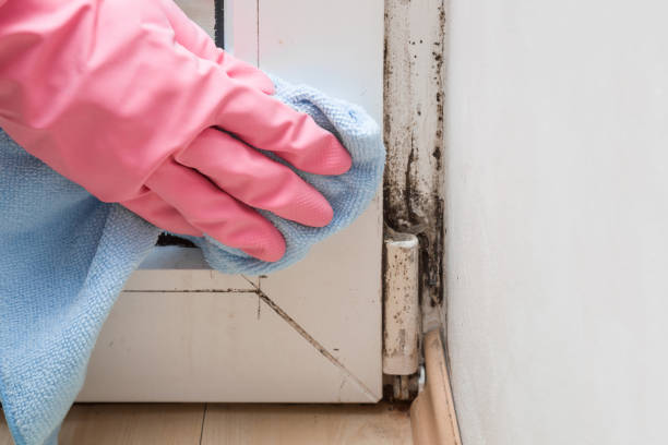 Best Health and Safety Mold Remediation in Athens, OH