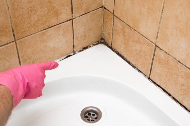 Best Mold Testing and Inspection Services in Athens, OH